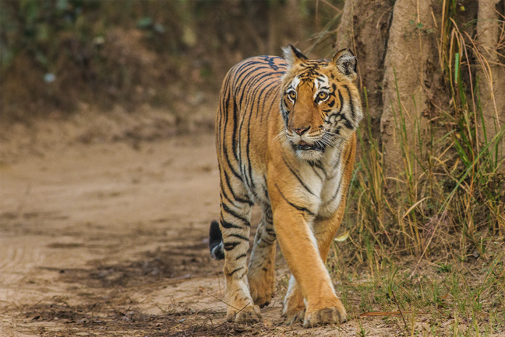 05 Best North India Wildlife Tours for 2021